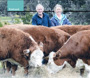 Alison and John with their mini Herefords